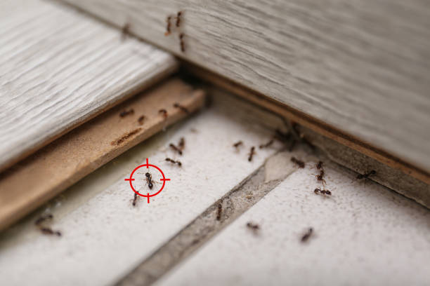 Professional Pest Control in Intercourse, PA